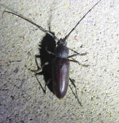 Enaphalodes hispicornis