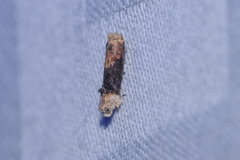 Hedya iophaea