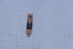 Hedya iophaea