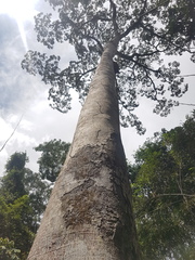 Hymenaea