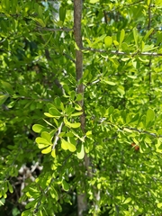 Sideroxylon celastrinum