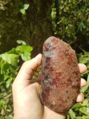 Hymenaea