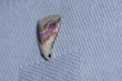 Eublemma roseana