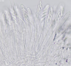 Hymenoscyphus immutabilis