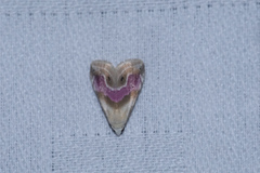 Eublemma roseana