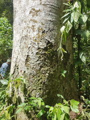 Hymenaea