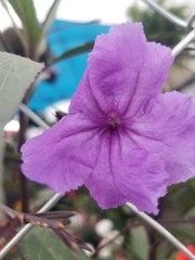 Magnoliopsida