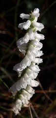 Spiranthes bightensis