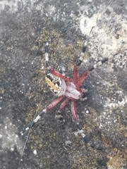 Neoscona oaxacensis