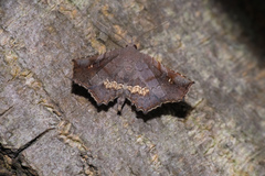 Throana pectinifer