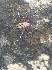 Neoscona oaxacensis