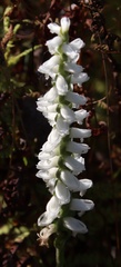 Spiranthes bightensis
