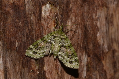 Tympanota perophora