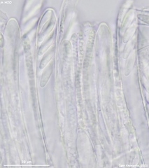 Hymenoscyphus immutabilis