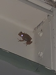 Eleutherodactylus coqui