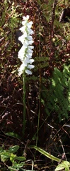 Spiranthes bightensis