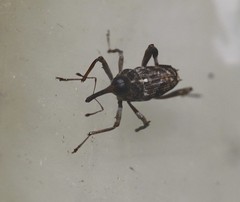 Mecopus rufipes