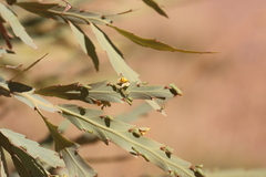 Bossiaea bossiaeoides