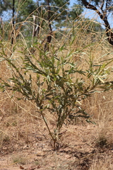 Bossiaea bossiaeoides