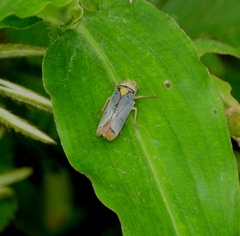 Pseudometopia amblardii