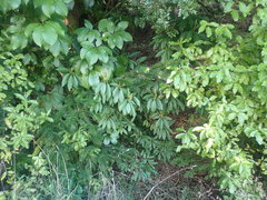 Photinia davidiana