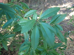 Photinia davidiana