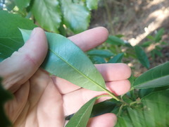 Photinia davidiana