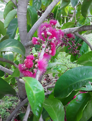 Syzygium malaccense