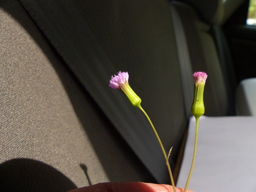 Emilia sonchifolia image