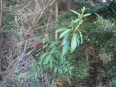 Photinia davidiana