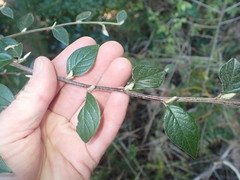 Cotoneaster sternianus