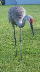 Grus canadensis image