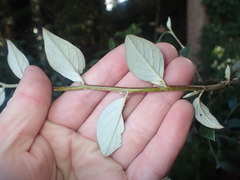 Cotoneaster sternianus
