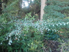 Cotoneaster sternianus