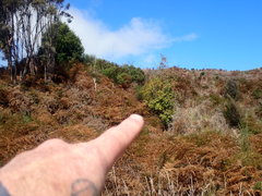 Photinia davidiana