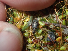 Scopodes