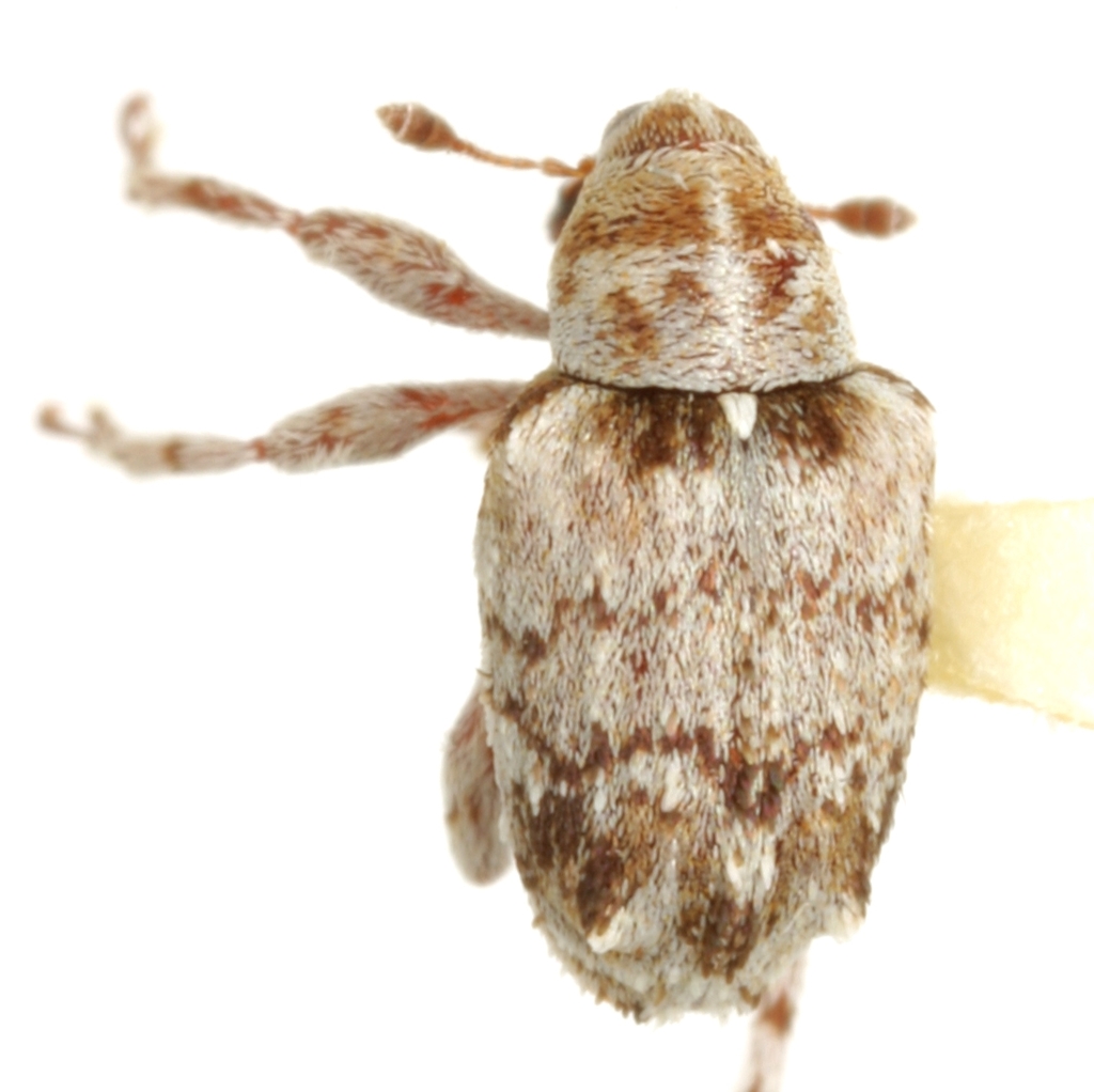 Lignyodes transversus