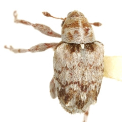Lignyodes transversus