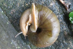 Natalina cafra