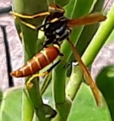 Polistes crinitus