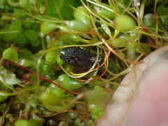 Scopodes