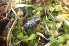 Scopodes