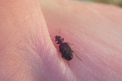 Scopodes