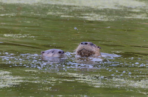 North American River Otter photographed in Wisconsin