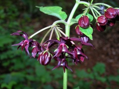 Asclepias melantha