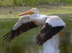 American White Pelican photo 3
