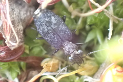 Scopodes