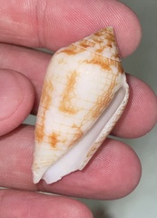 Conasprella lucida