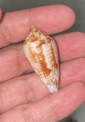 Conasprella lucida