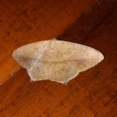 Prochoerodes onustaria